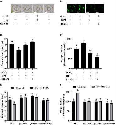 ROS of Distinct Sources and Salicylic Acid Separate Elevated CO2-Mediated Stomatal Movements in Arabidopsis